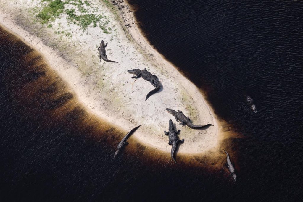 Alligators sunbathe on the sand as they dip in and out of the waters of Fisheating Creek, which flows into Lake Okeechobee
