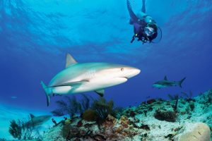 Enjoy Bahamas in a Day trips with optional, seasonally available experiences such as guided shark dives. Photo courtesy of The Bahamas Ministry of Tourism, Investments & Aviation