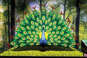 Peacock by Sean Kenney. Photo courtesy of Imagine