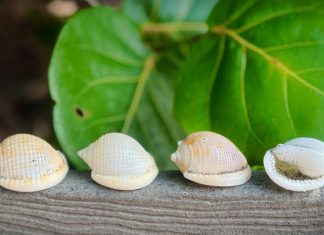 Ashley Oliphant’s Guide to Beachcombing Scotch bonnets. Photo courtesy of Ashley Oliphant