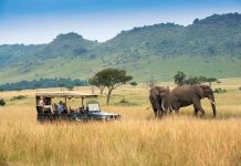 Kenya in Contrast at andBeyond Camps Riveting game drives await at andBeyond Bateleur Camp. Photo courtesy of andBeyond