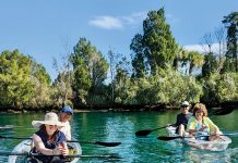 Swim with wild manatees in Crystal River. Photo by Justin Buzzi