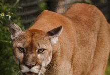 Charlie the Florida Panther. Photo by Tyler Ingersoll, courtesy of Busch Wildlife Sanctuary