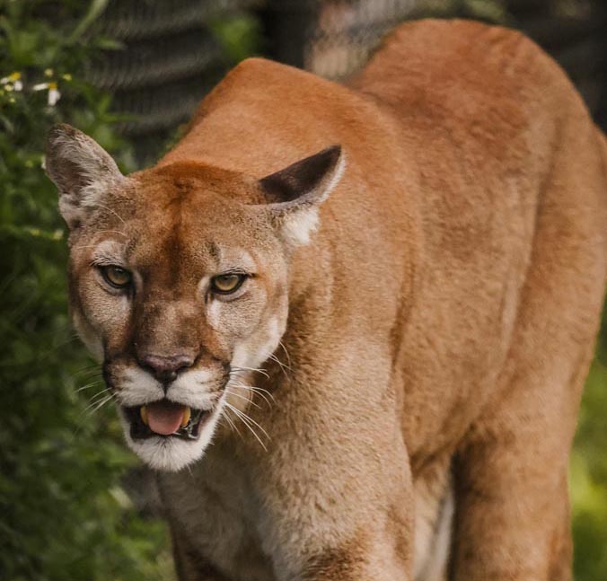 Charlie the Florida Panther. Photo by Tyler Ingersoll, courtesy of Busch Wildlife Sanctuary