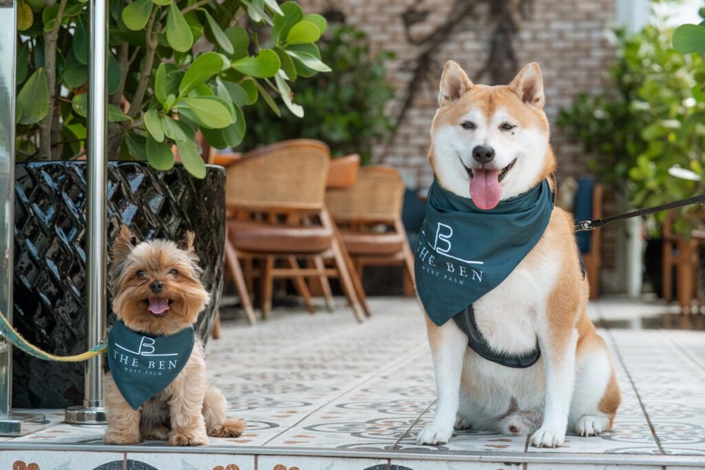 Indulge in pet-friendly dining throughout October. Photo by Palm Beach Influence