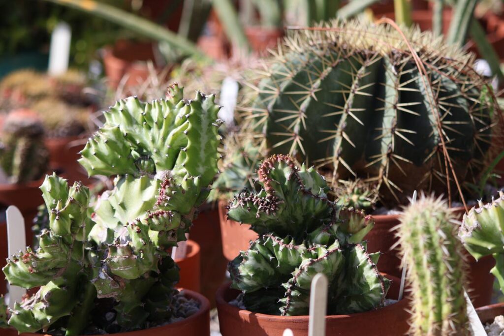 Shop the Plant Sale and Festival October 3. Photo courtesy of Mounts Botanical Garden
