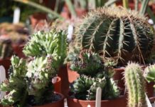 What to Do in Palm Beach County (October 1-8) Shop the Plant Sale and Festival October 3. Photo courtesy of Mounts Botanical Garden