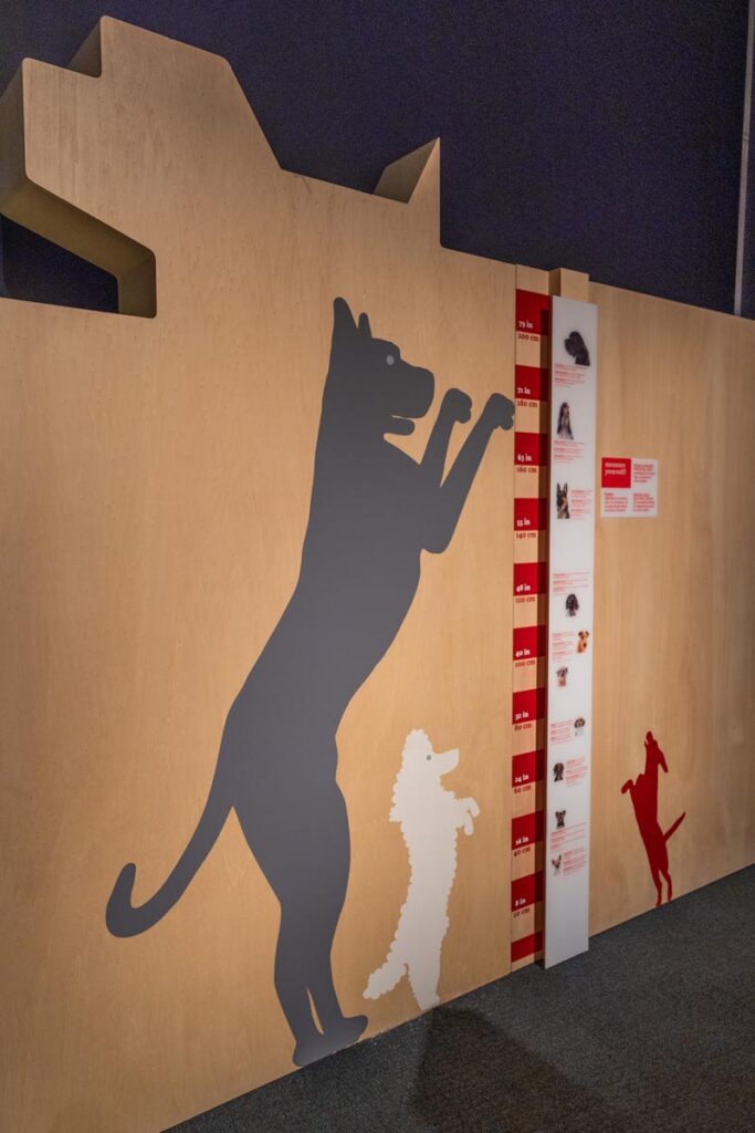 See the remarkable variety of canine and feline body types and traits in "Cats & Dogs" beginning October 10. Photo courtesy of Science Center of Iowa