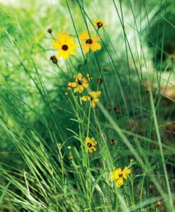 Visitors to Phipps Ocean Park can view and learn about such native plants as coreopsis, Florida’s state wildflower. Photo by Jerry Rabinowitz